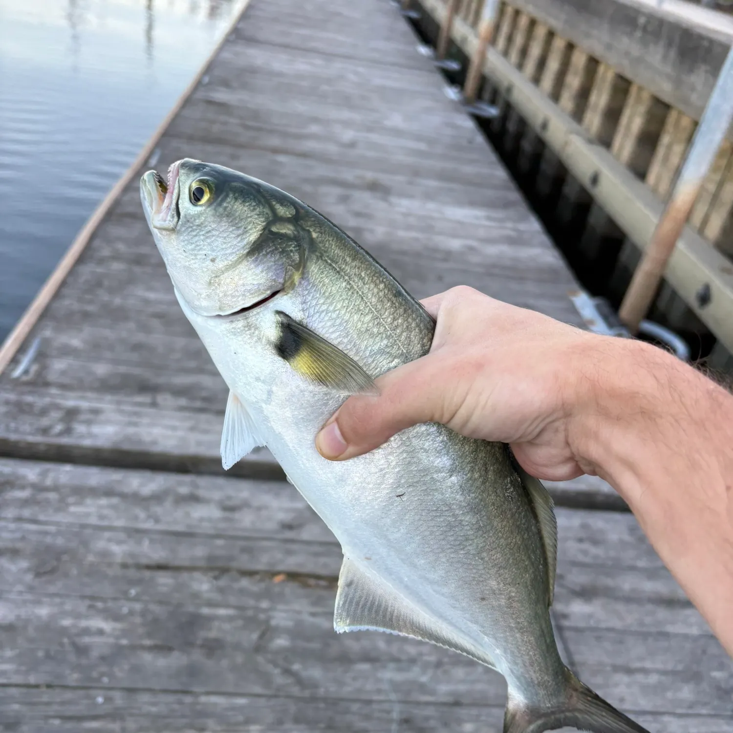 Bluefish caught on Fishbrain