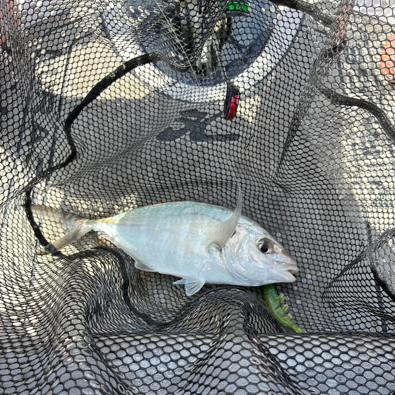 White trevally caught on Fishbrain