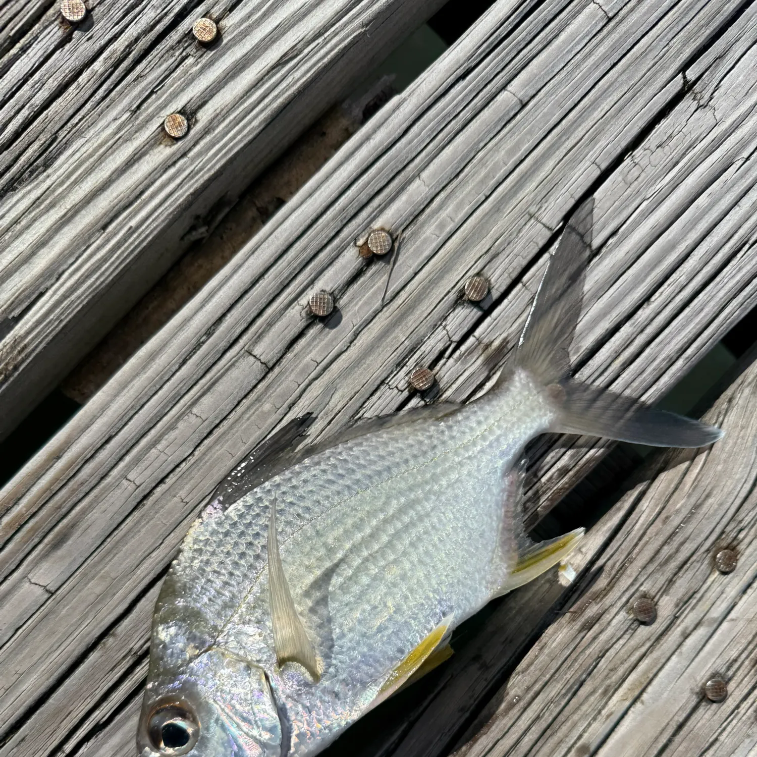 The most recent Striped mojarra catches on Fishbrain