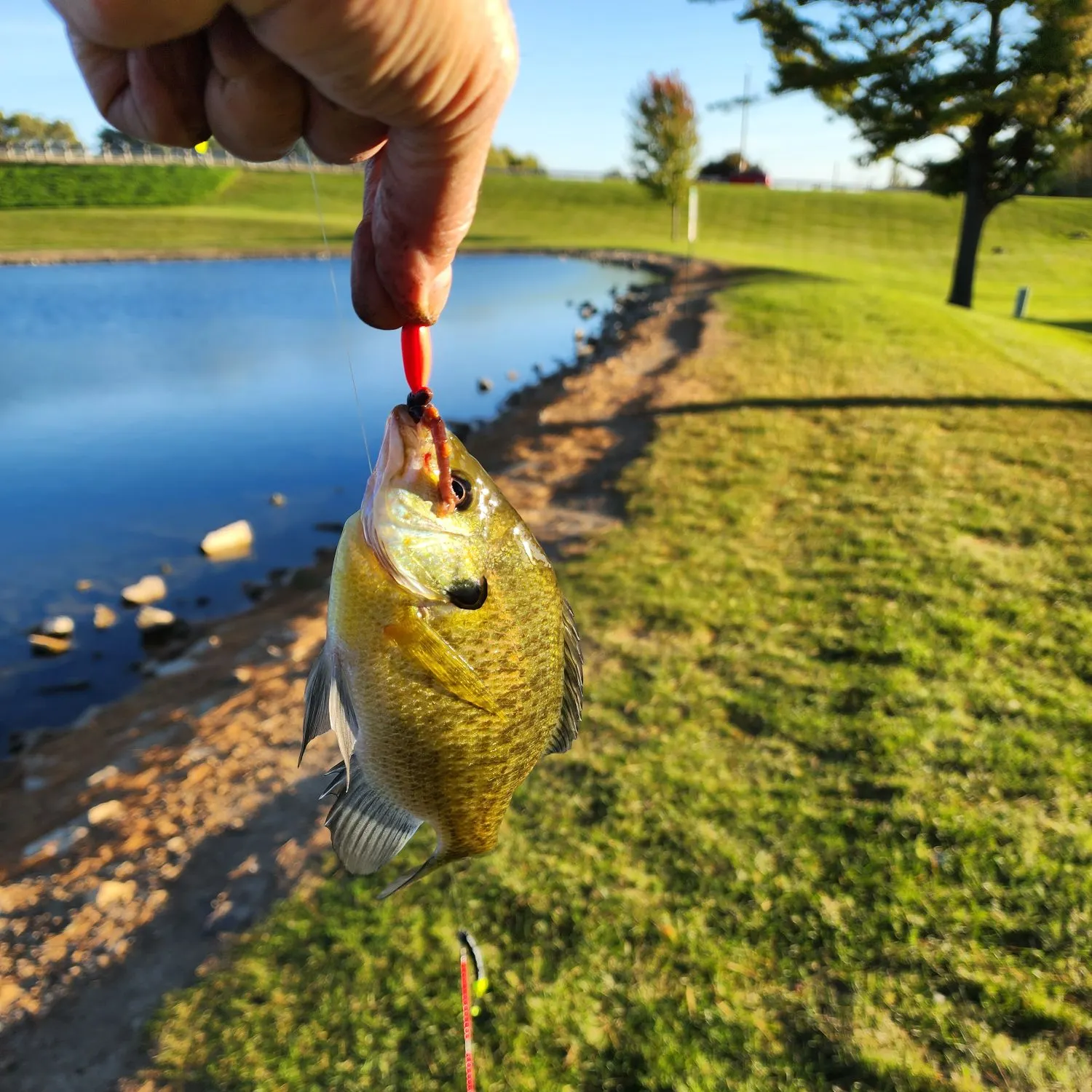 Bluegill caught on Fishbrain