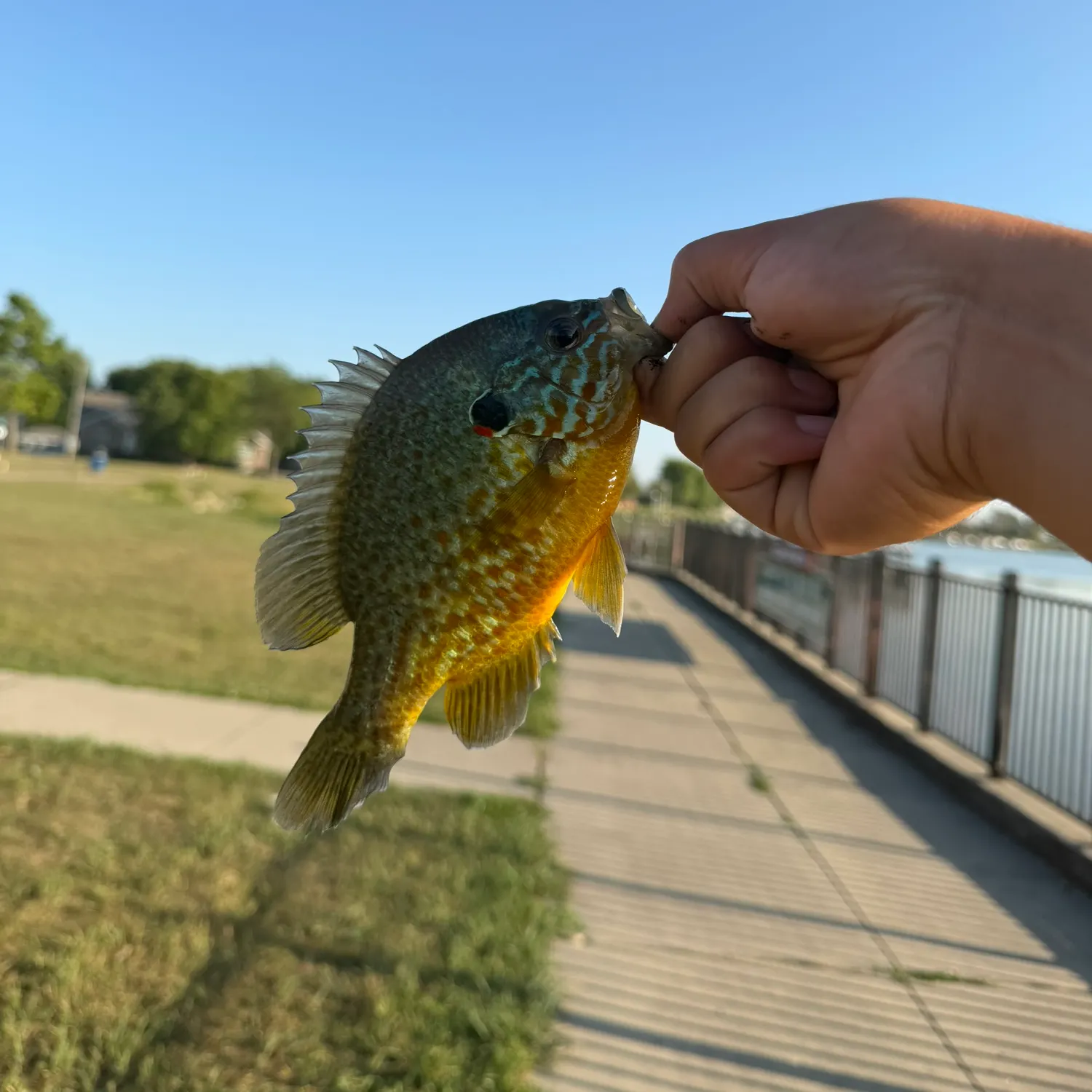 Pumpkinseed caught on Fishbrain