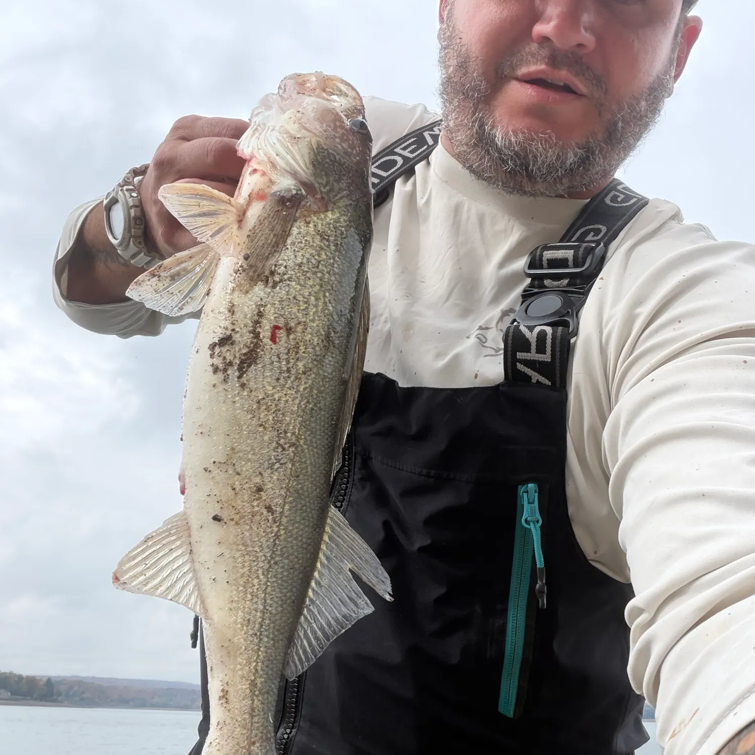 Walleye caught on Fishbrain