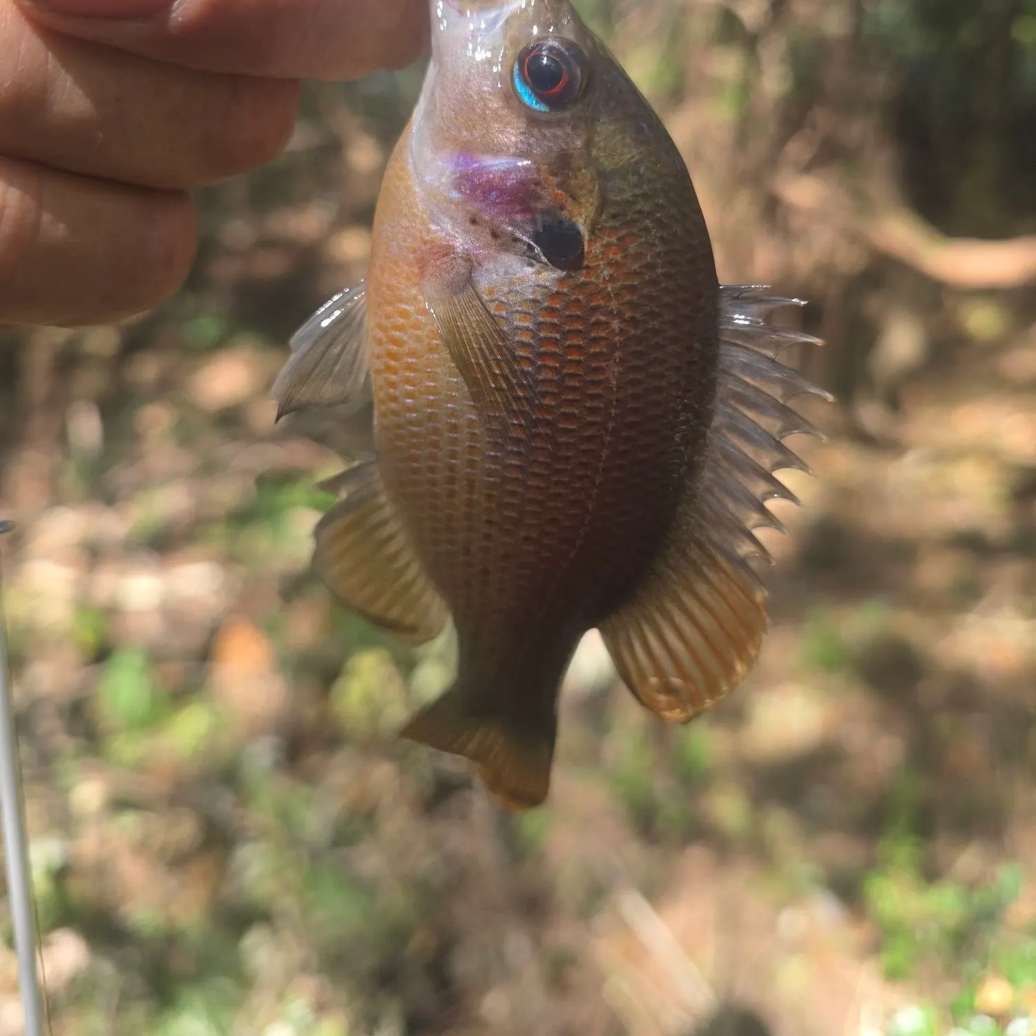 Spotted sunfish caught on Fishbrain