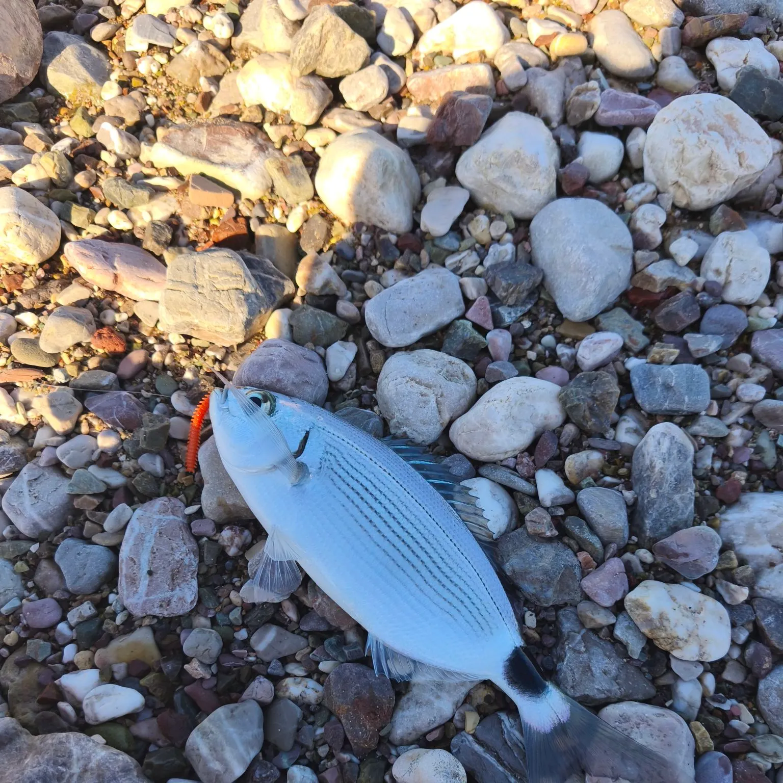 The most recent Saddled seabream catches on Fishbrain