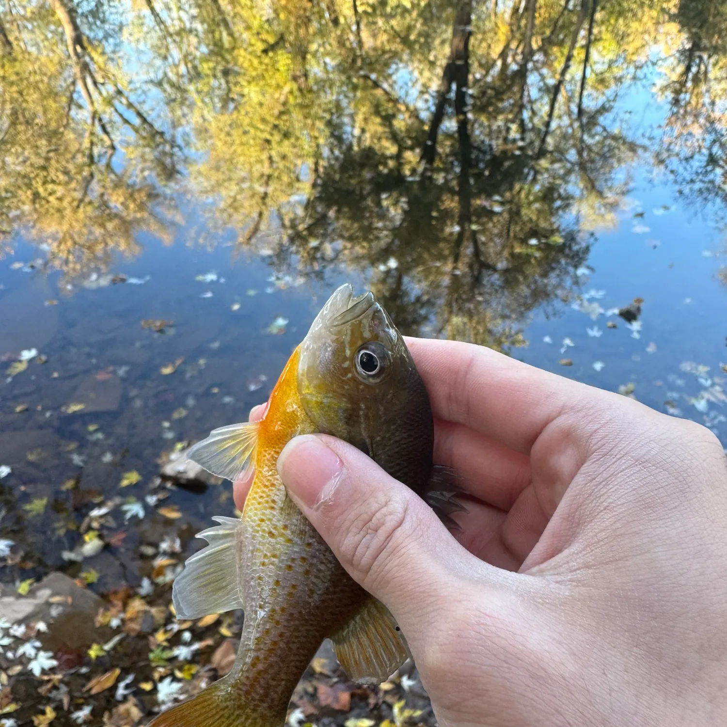 The most recent Redbreast sunfish catches on Fishbrain