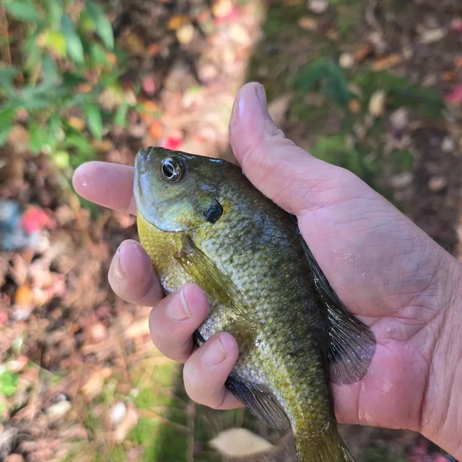Bluegill caught on Fishbrain