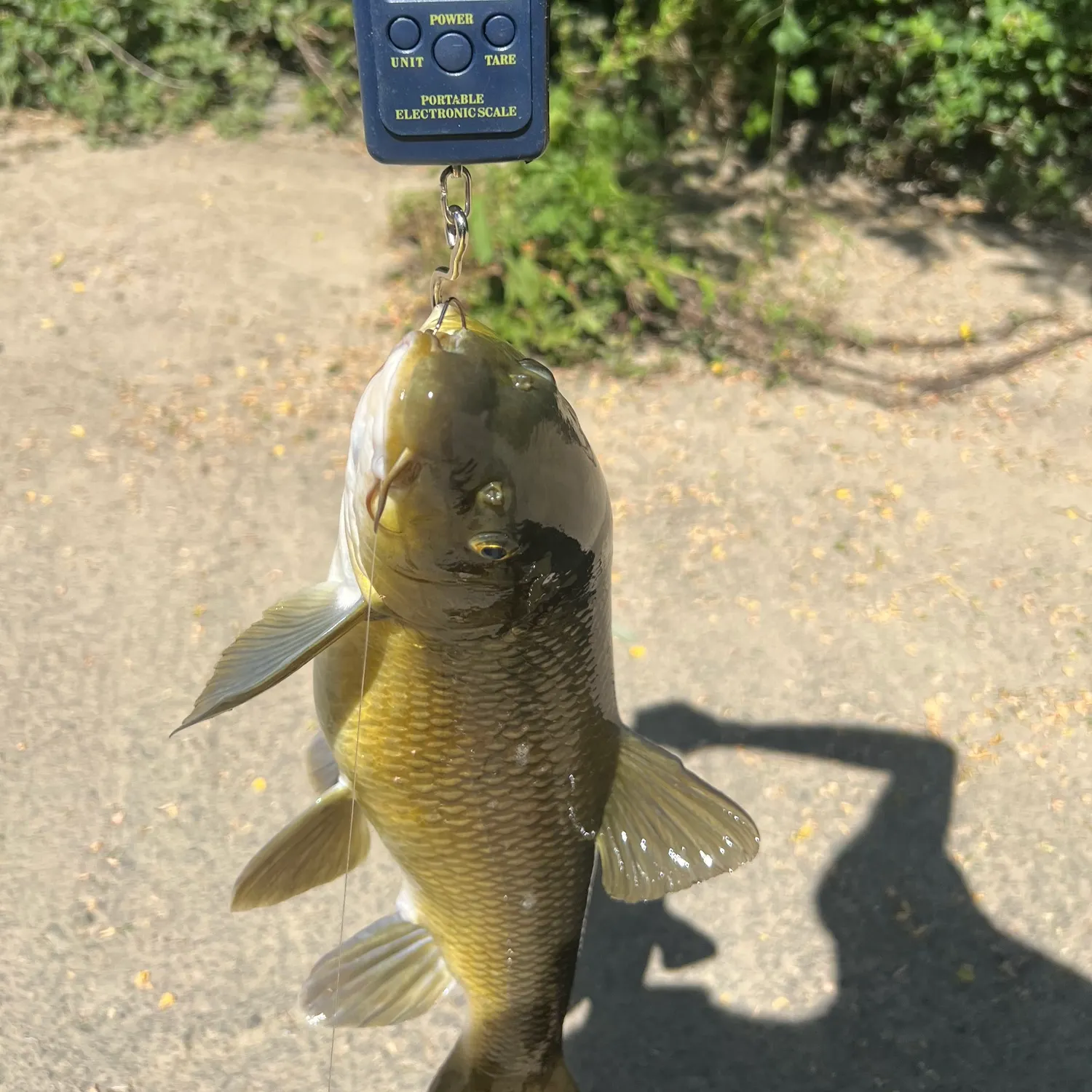 The most recent Common barbel catches on Fishbrain