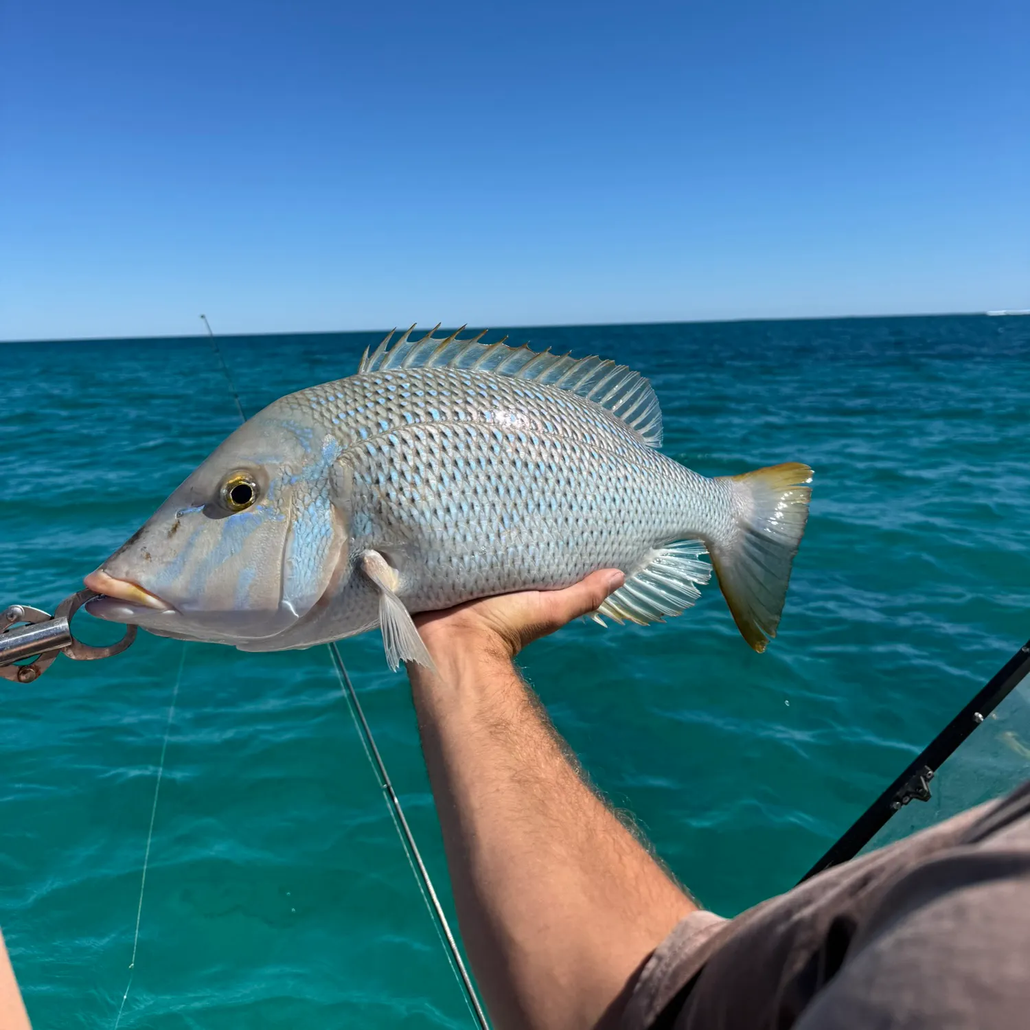 The most recent Spangled emperor catches on Fishbrain