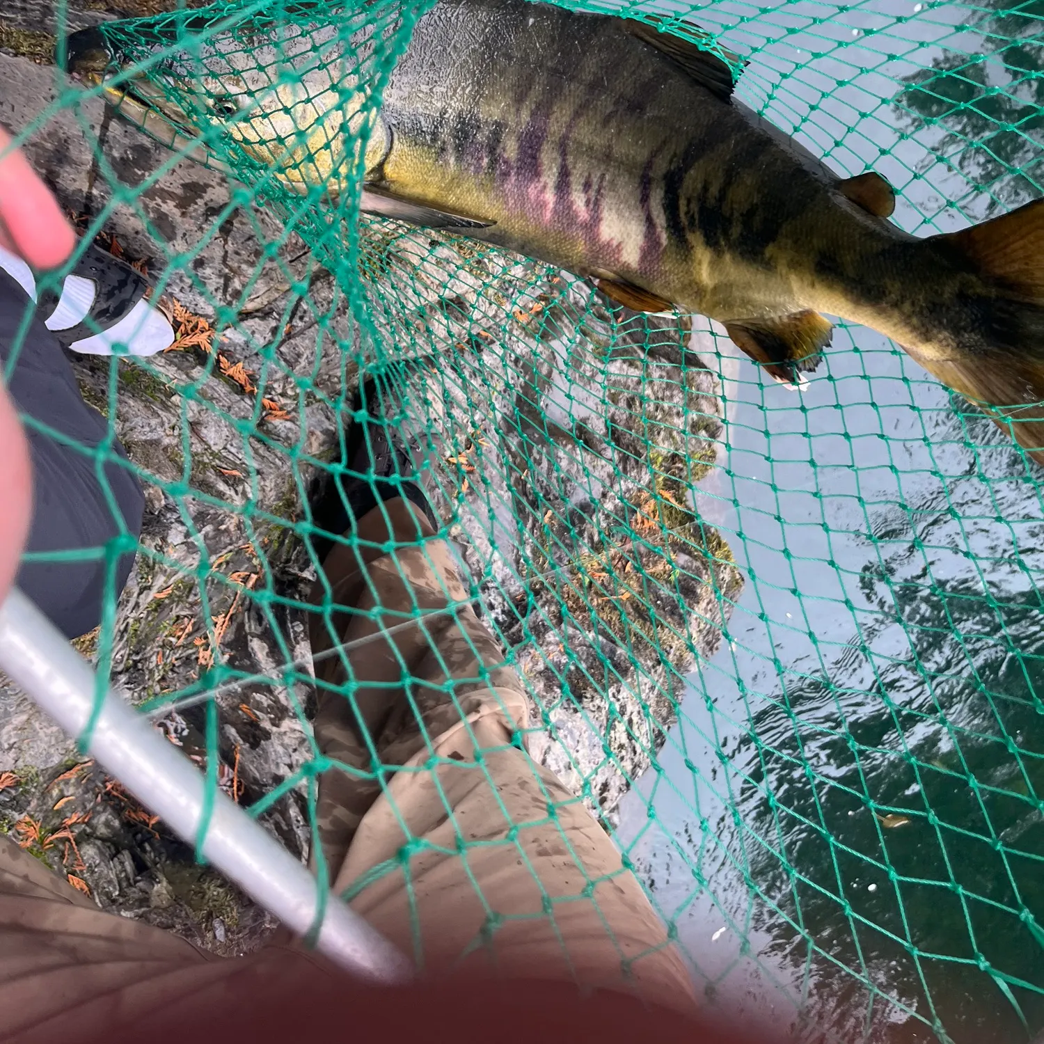 The most recent Chum salmon catches on Fishbrain