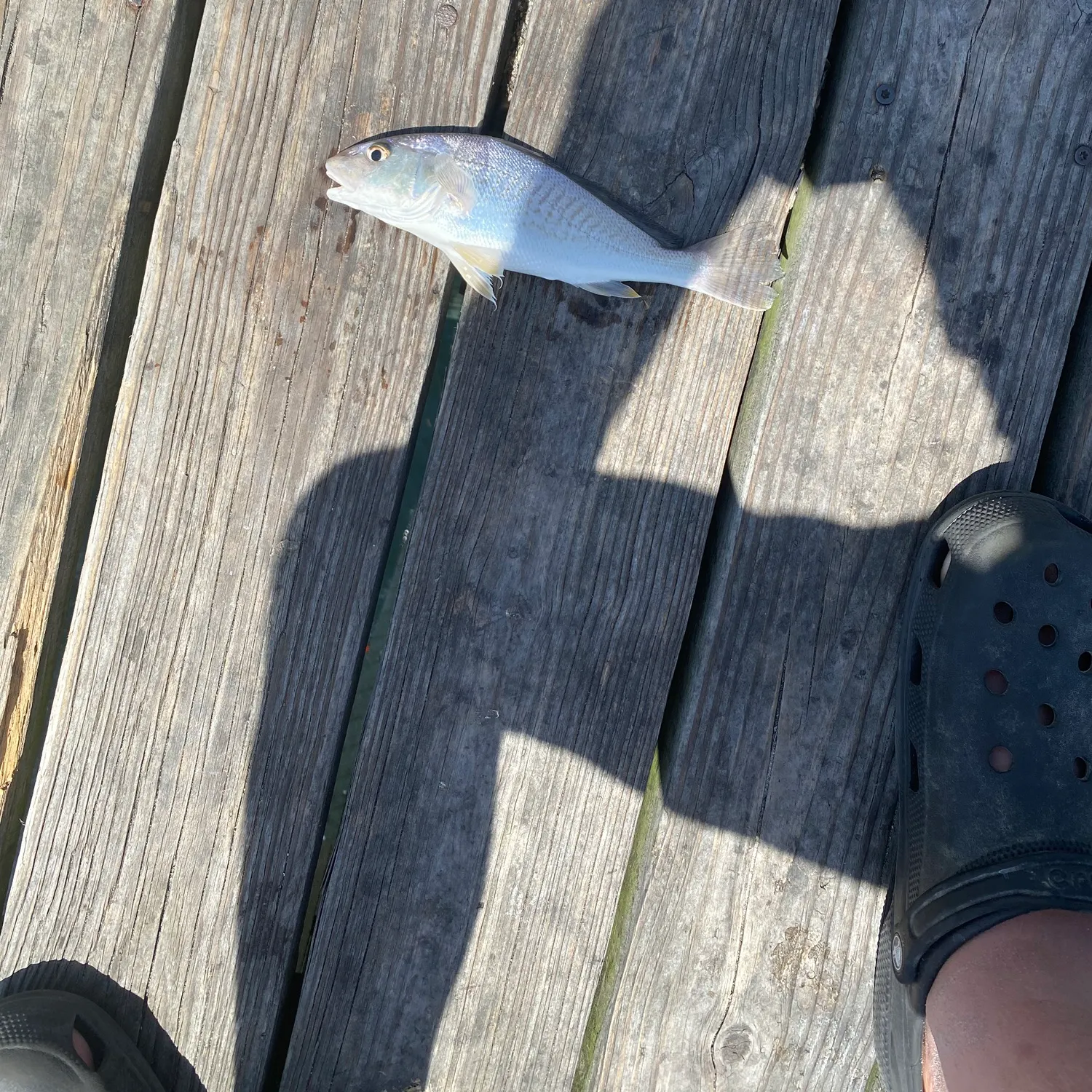 The most recent Pigfish catches on Fishbrain