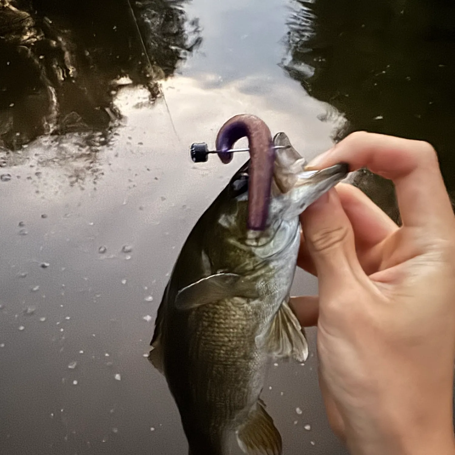 Smallmouth bass caught on Fishbrain