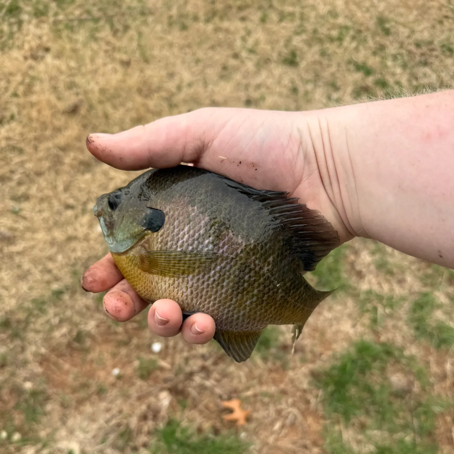 Bluegill caught on Fishbrain