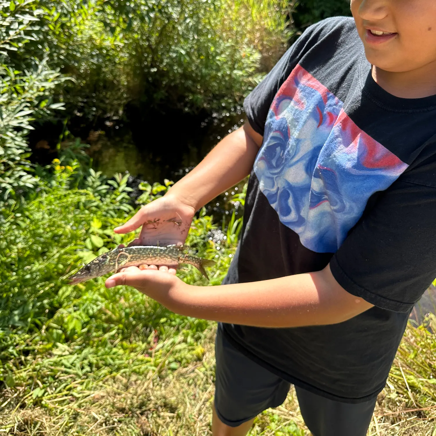 Chain pickerel caught on Fishbrain