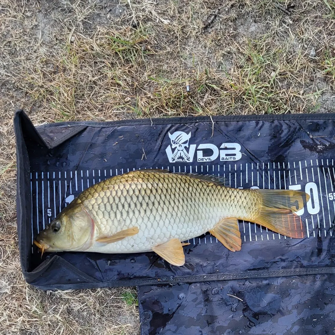 Common carp caught on Fishbrain