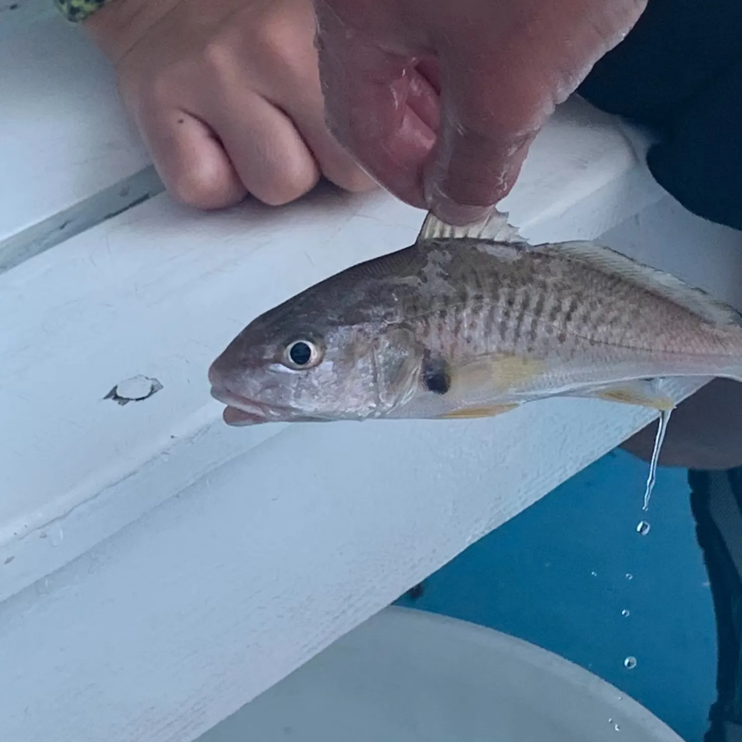 The most recent Gulf kingcroaker catches on Fishbrain