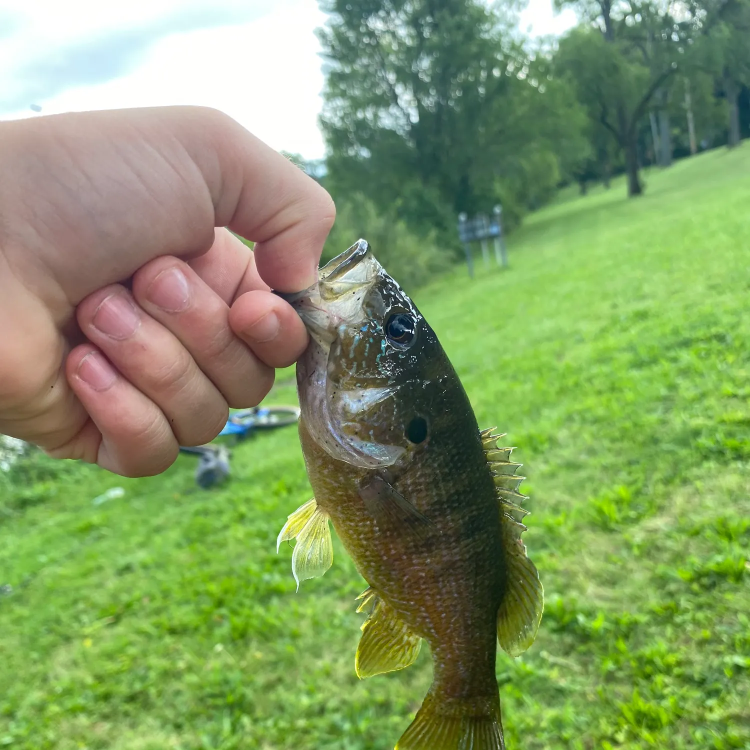 Green sunfish caught on Fishbrain
