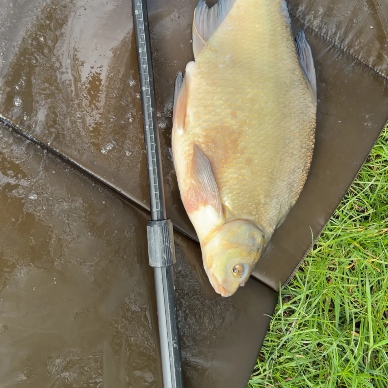 Common bream caught on Fishbrain