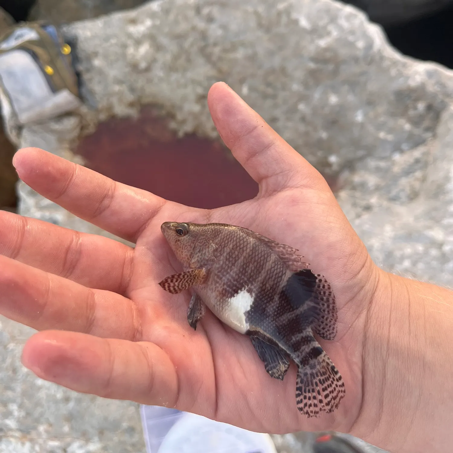 The most recent Belted sandfish catches on Fishbrain