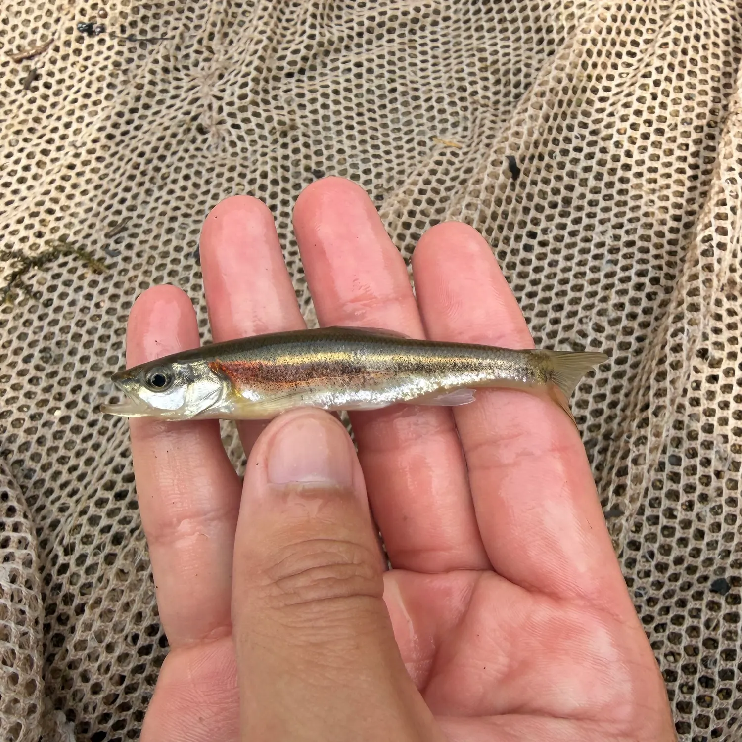 The most recent Redside dace catches on Fishbrain