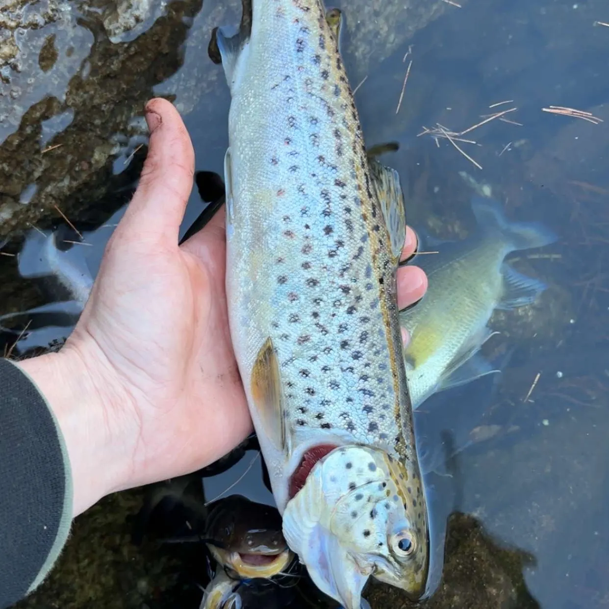 The most recent Sea trout catches on Fishbrain