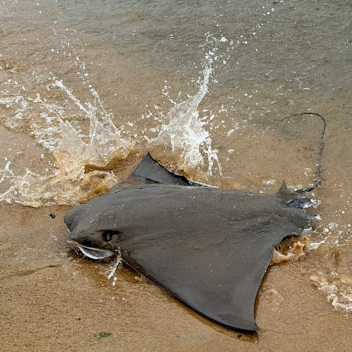 Cownose Ray caught on Fishbrain