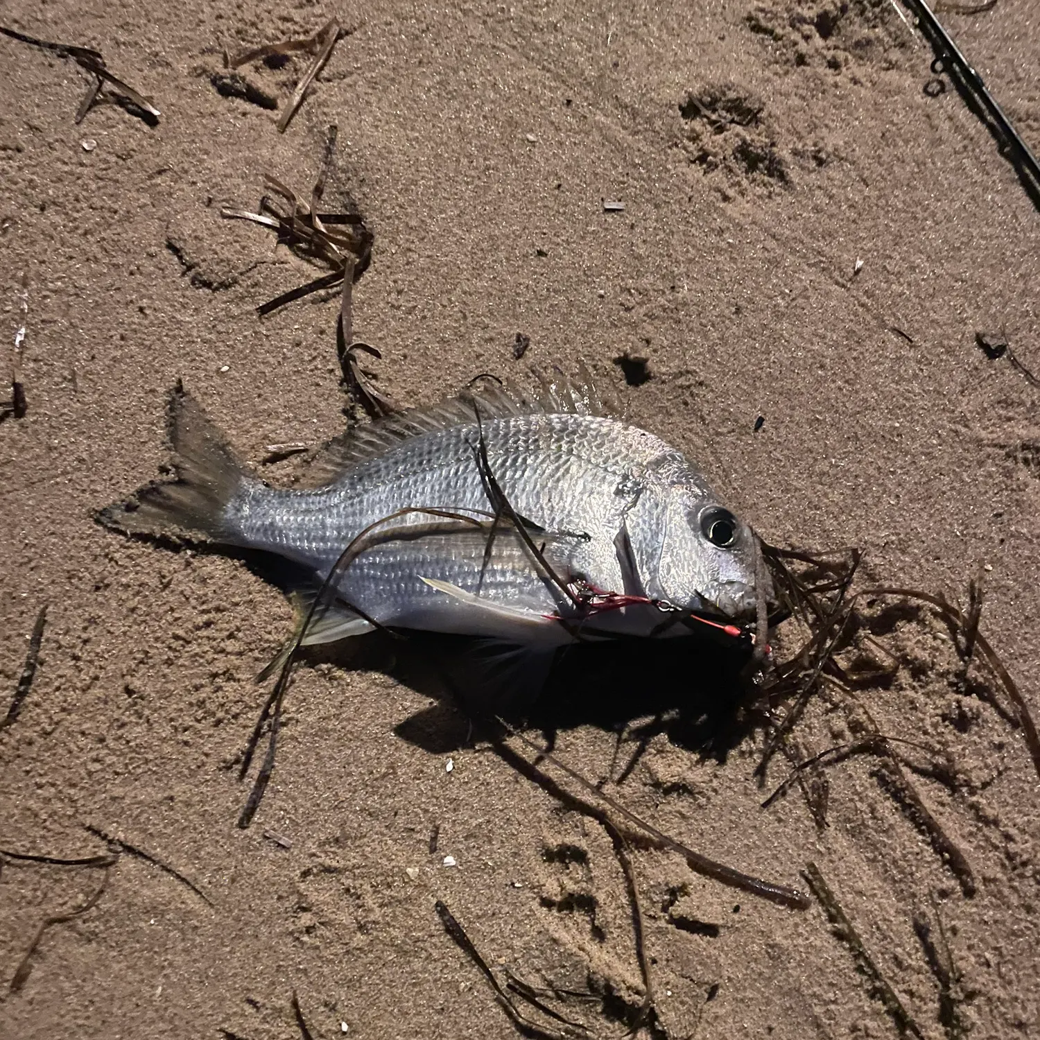 Surf bream caught on Fishbrain