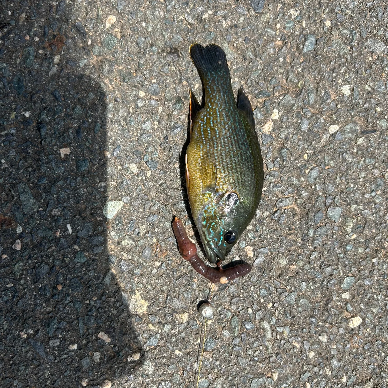 angler catch