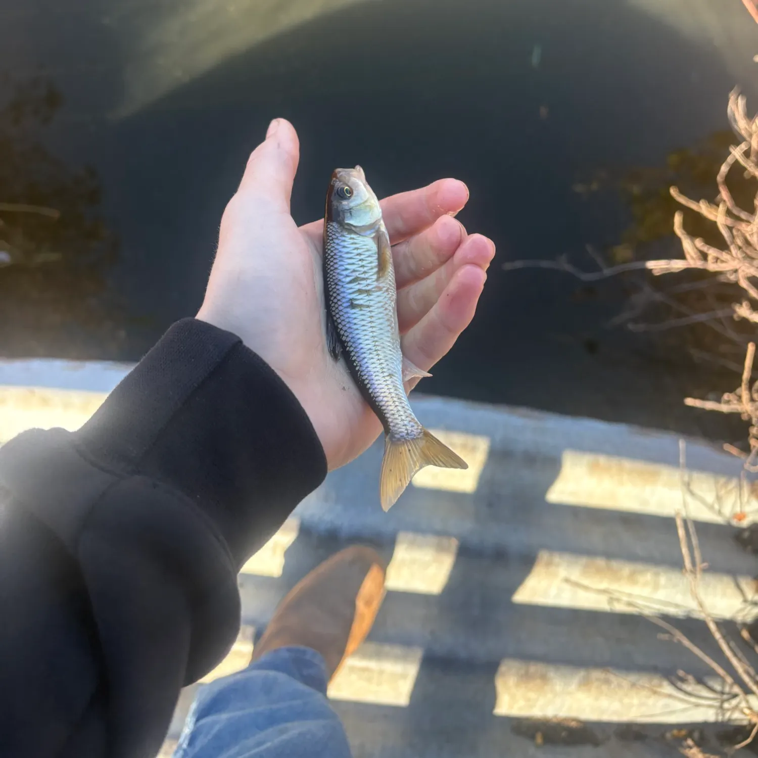 The most recent Common shiner catches on Fishbrain