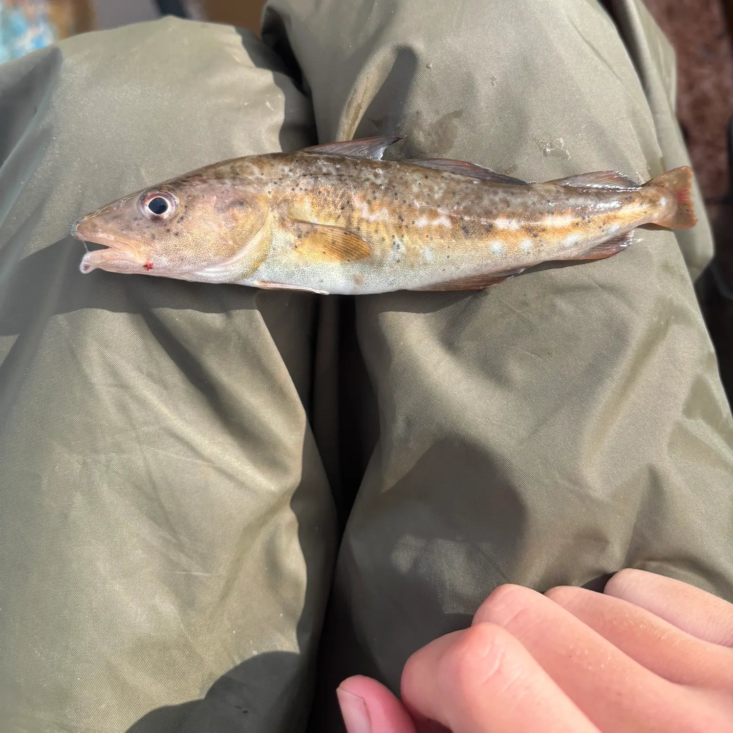 Atlantic cod caught on Fishbrain