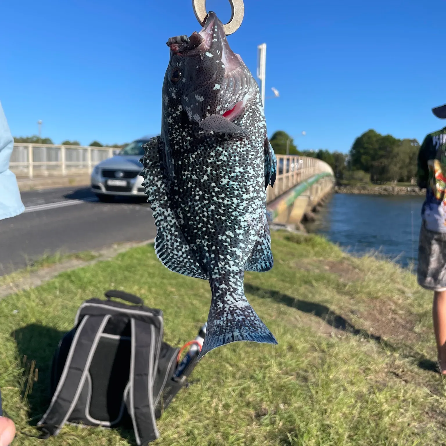 The most recent Coral hind catches on Fishbrain