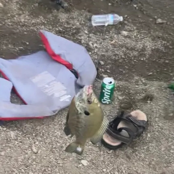 Bluegill caught on Fishbrain