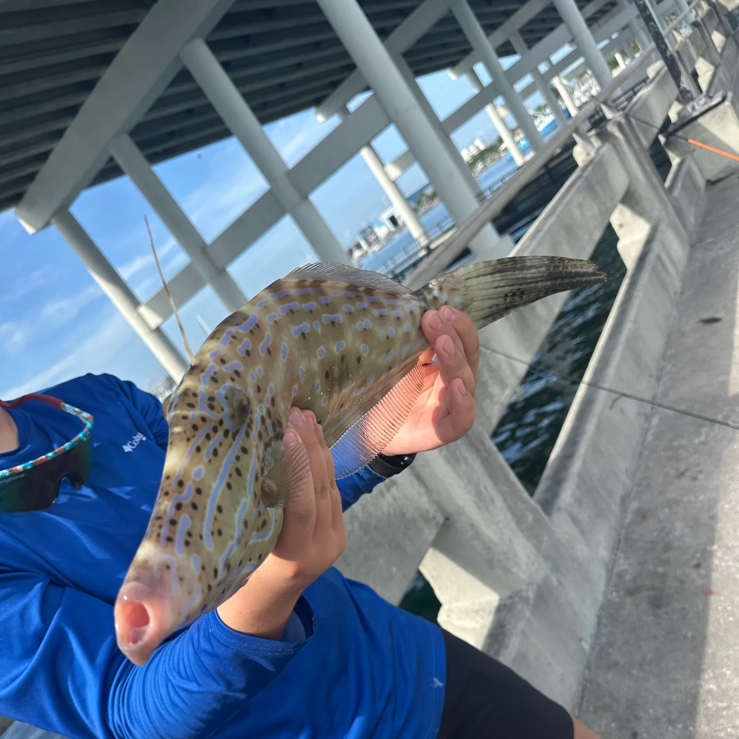 The most recent Scrawled filefish catches on Fishbrain