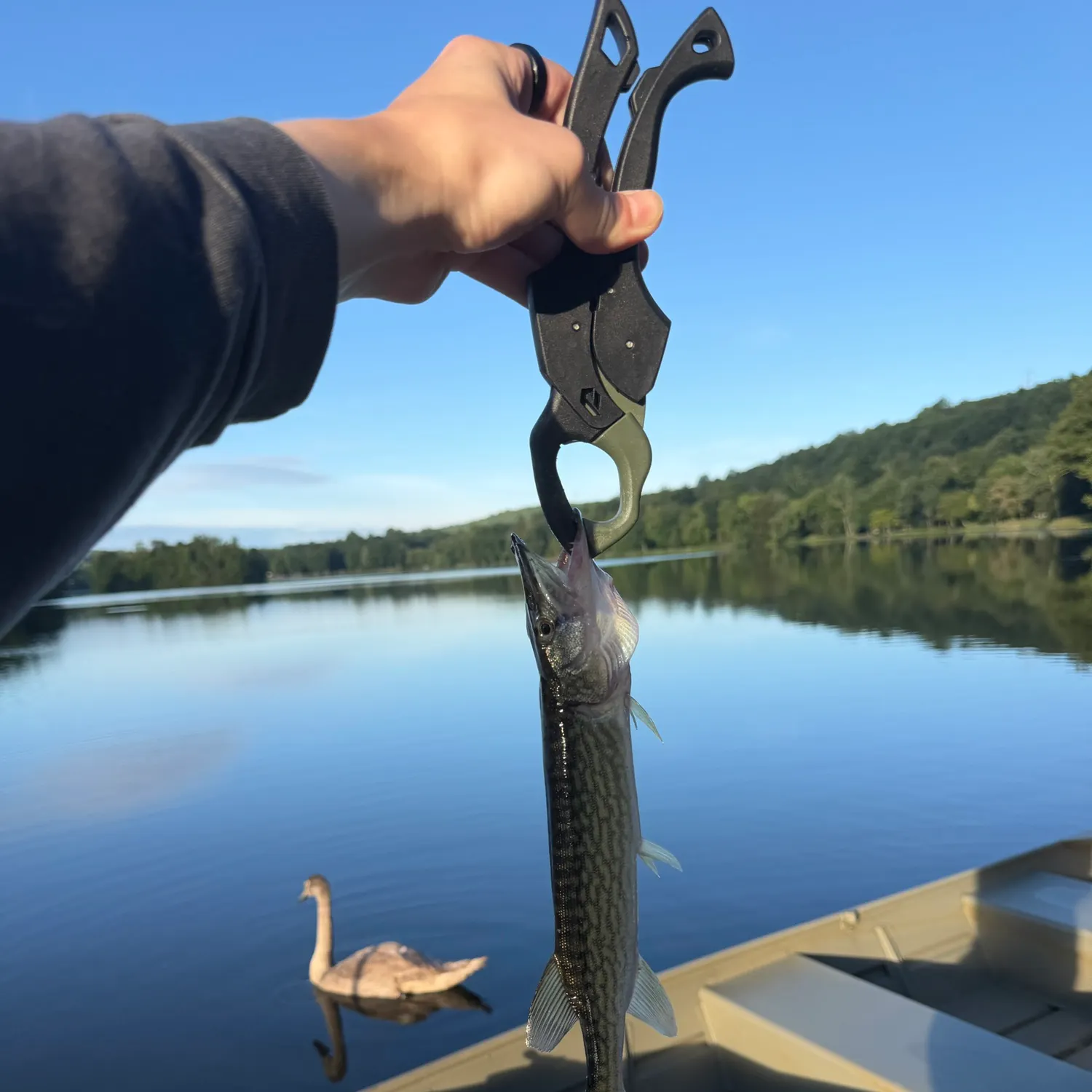 Chain pickerel caught on Fishbrain