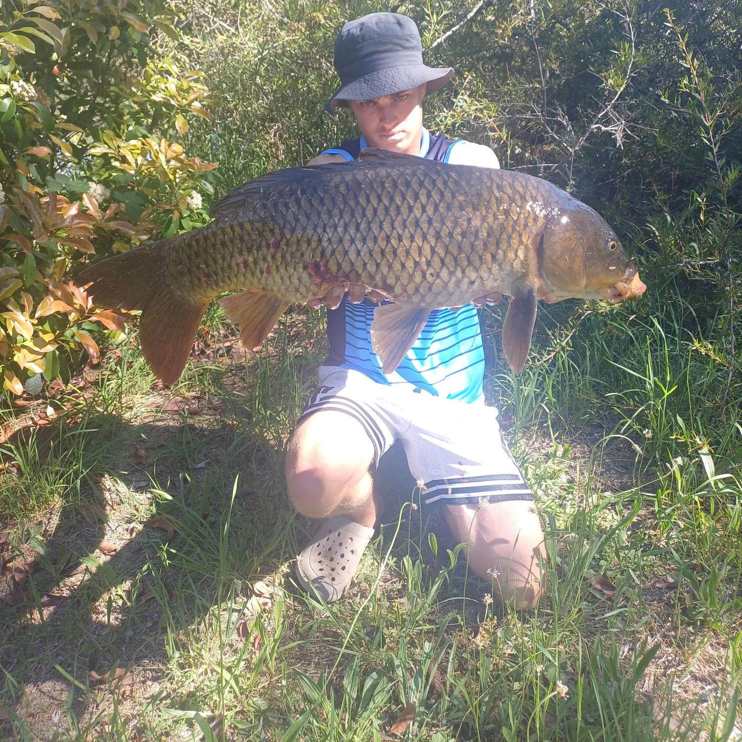 Common carp caught on Fishbrain