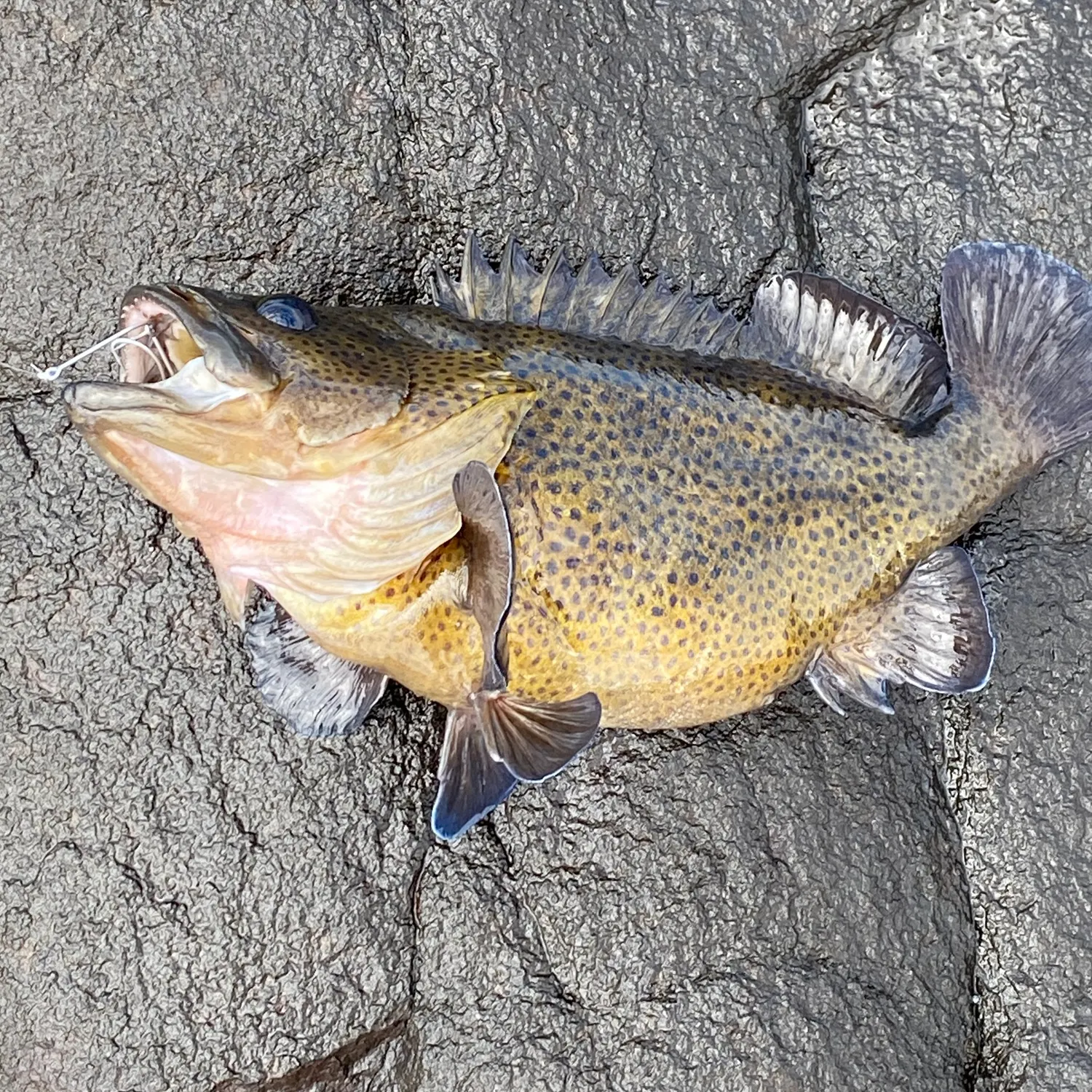 The most recent Shadow bass catches on Fishbrain