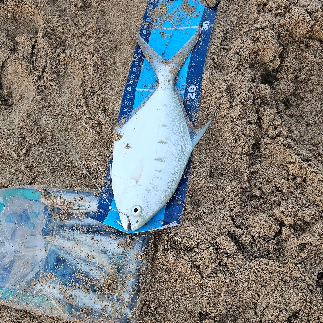 The most recent Swallowtail dart catches on Fishbrain