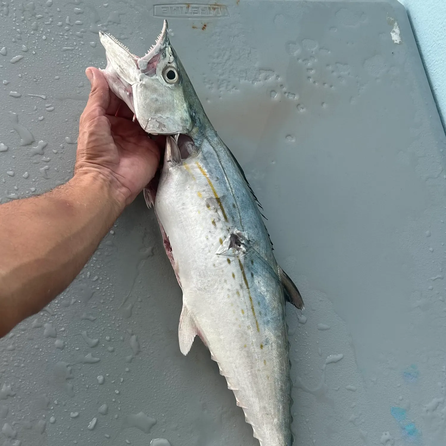 The most recent Cero mackerel catches on Fishbrain