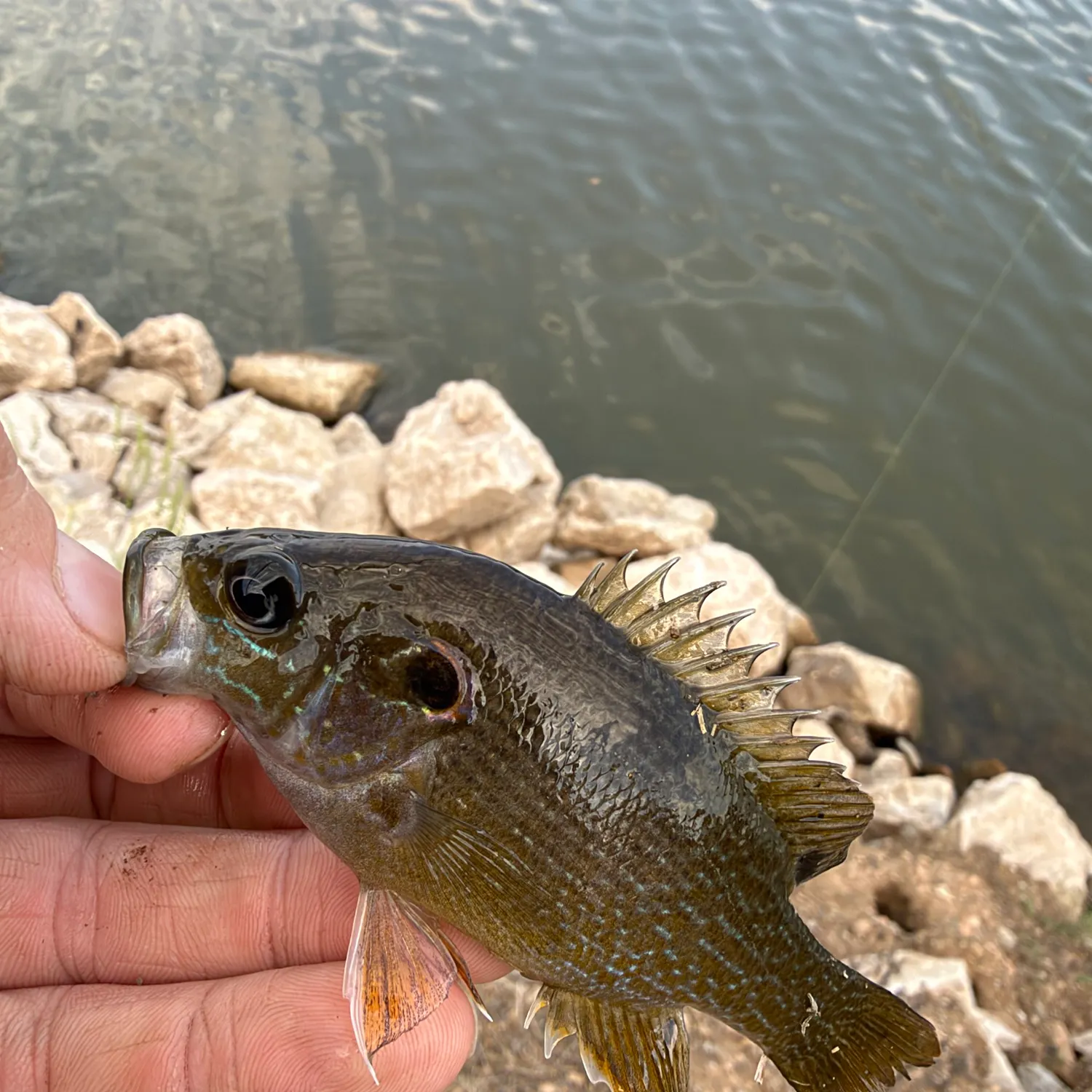Green sunfish caught on Fishbrain