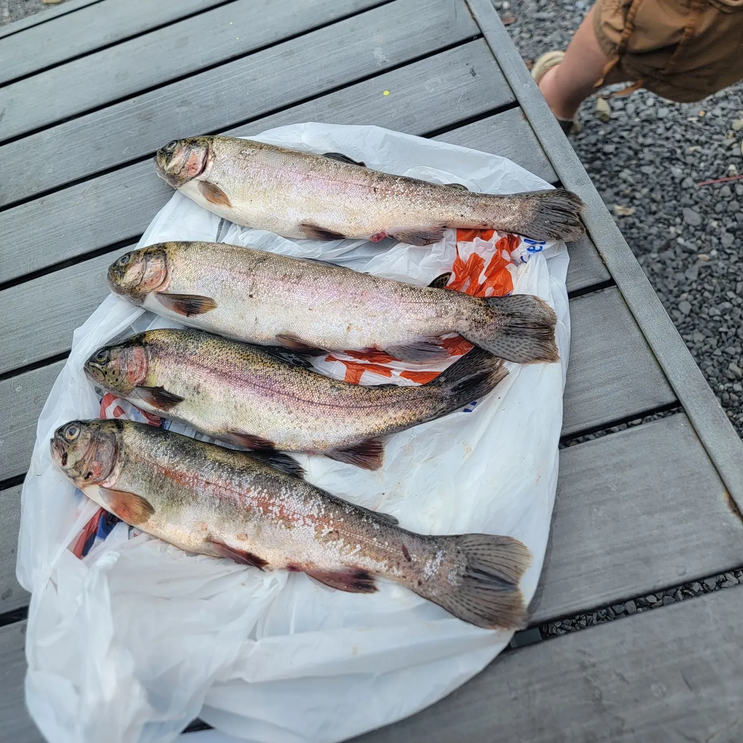 recently logged catches