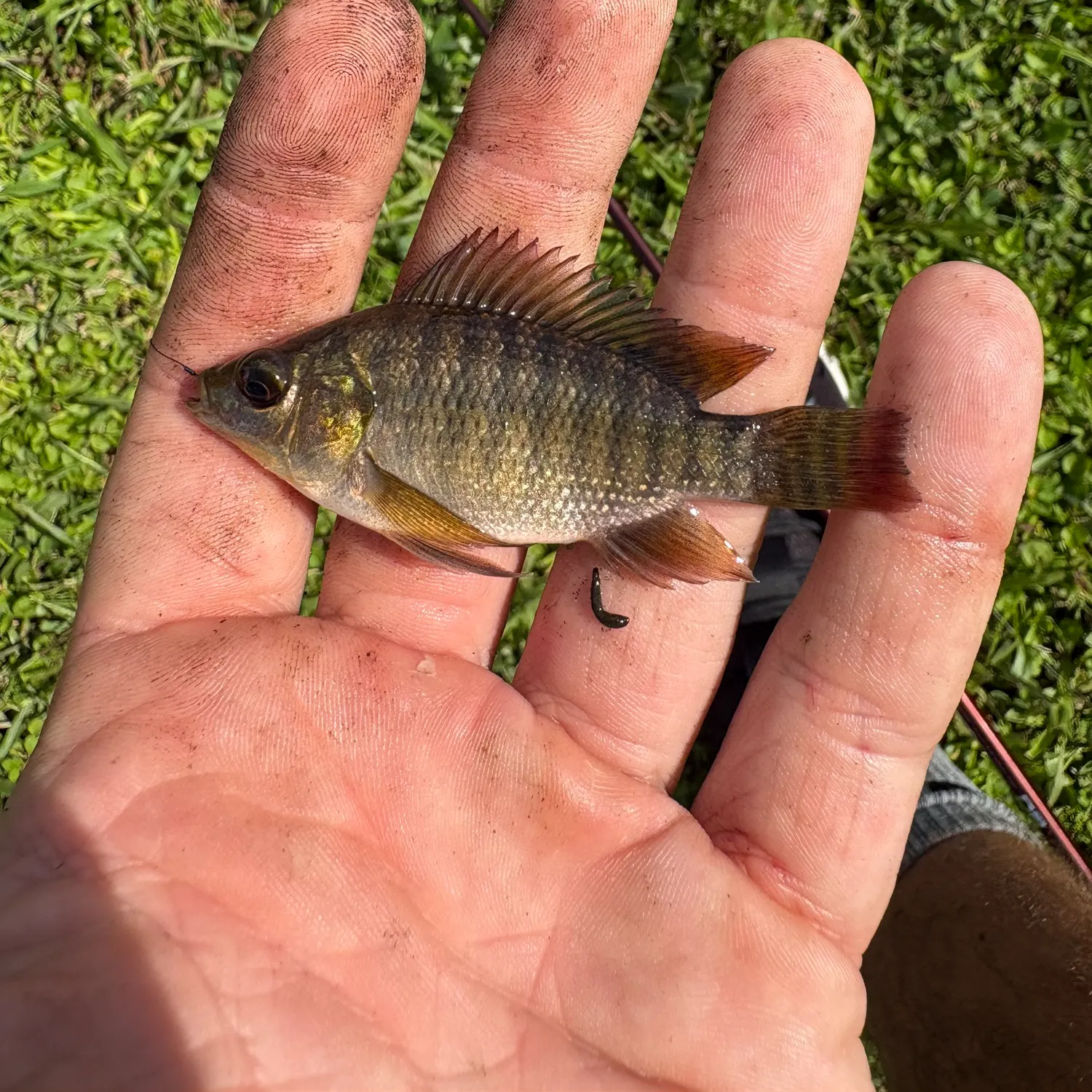 Blue tilapia caught on Fishbrain