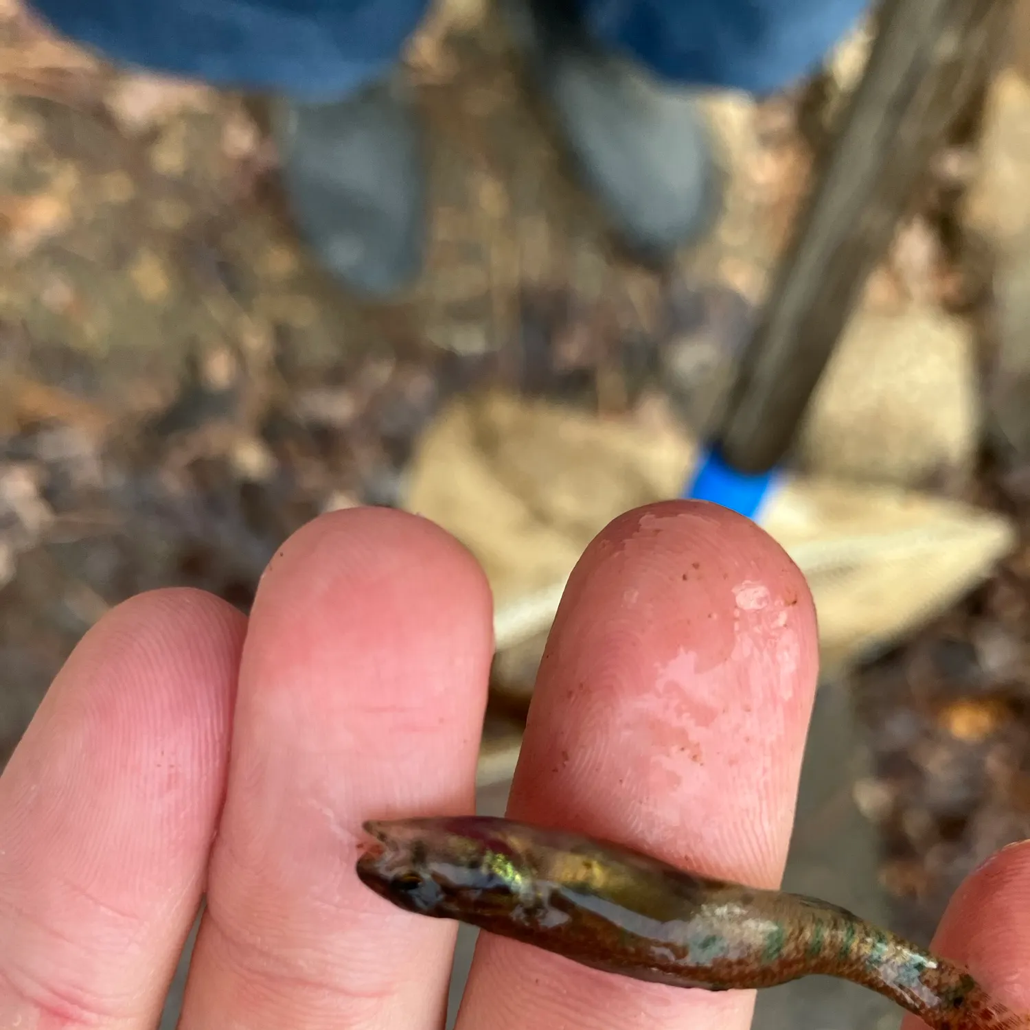 The most recent Swamp darter catches on Fishbrain