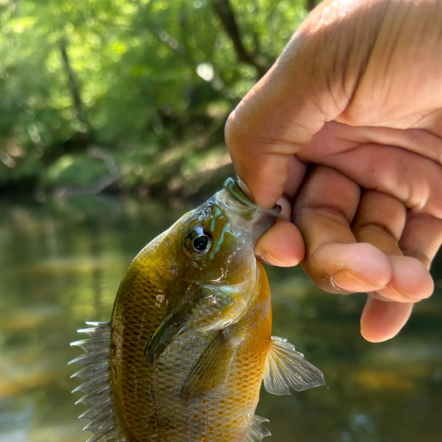 Redbreast sunfish caught on Fishbrain