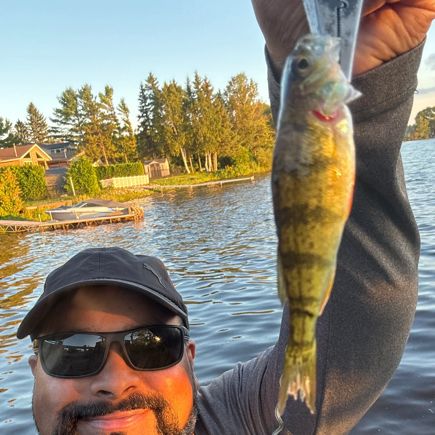 Yellow perch caught on Fishbrain