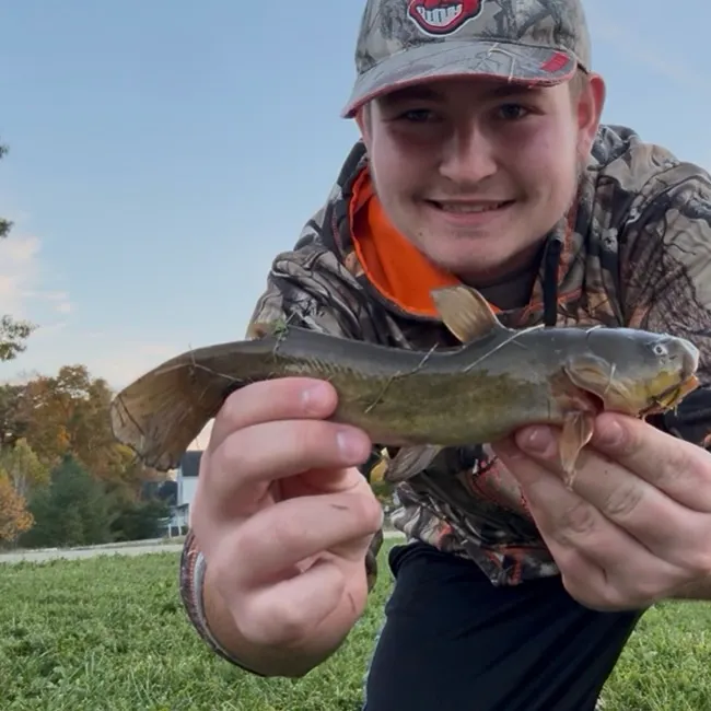 Yellow bullhead caught on Fishbrain
