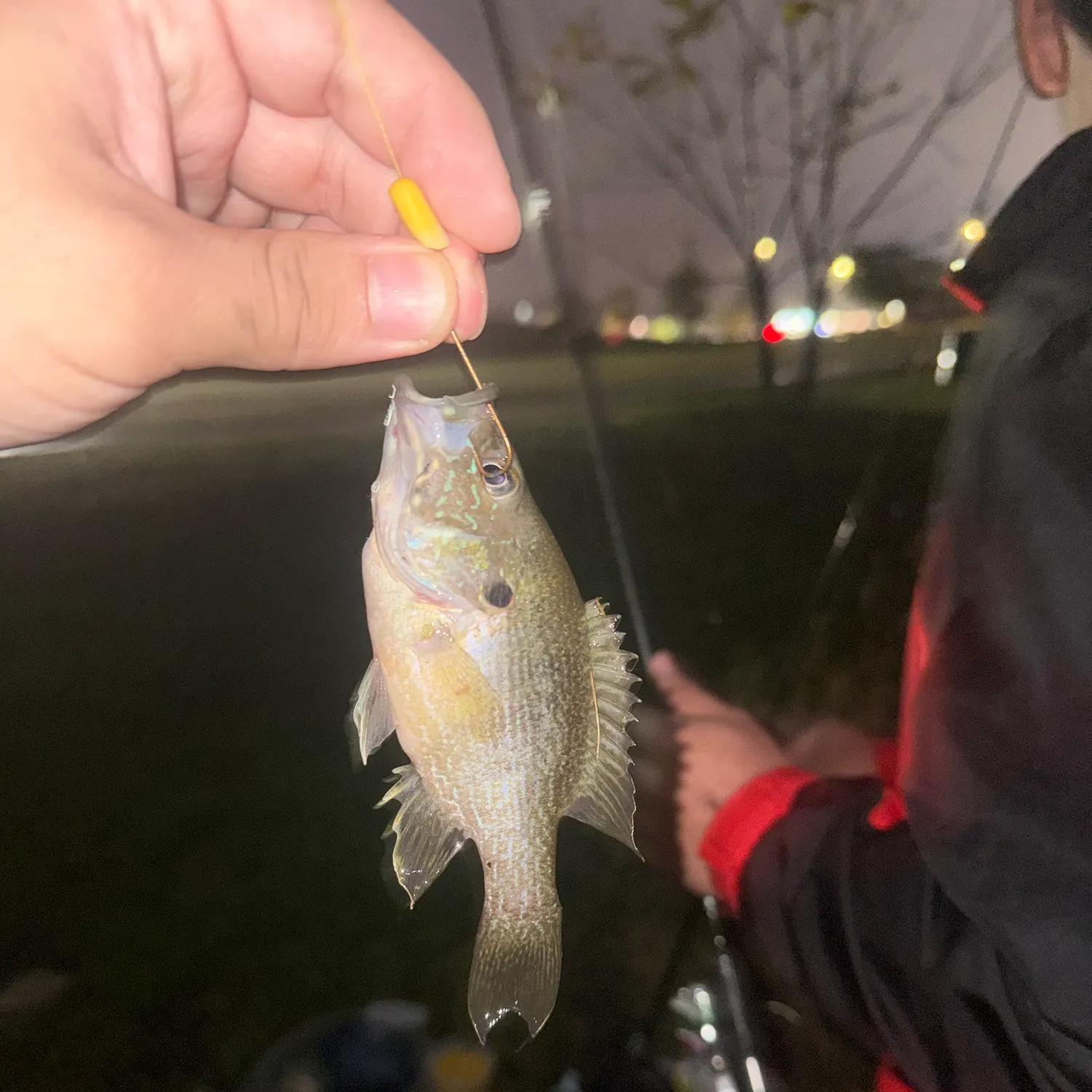 Green sunfish caught on Fishbrain