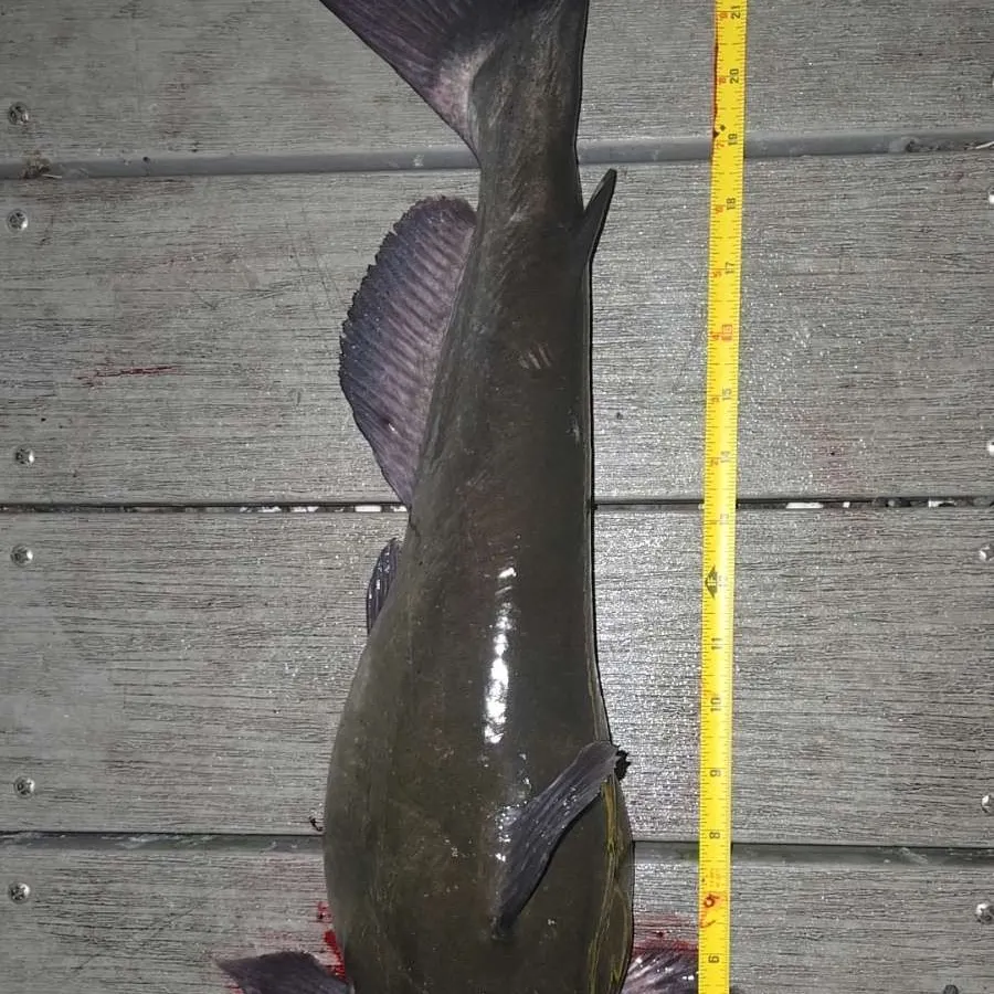Channel catfish caught on Fishbrain