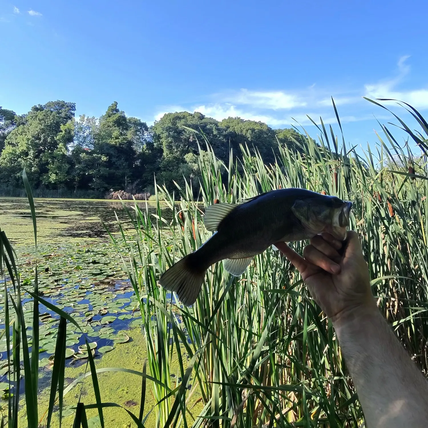 Largemouth bass caught on Fishbrain