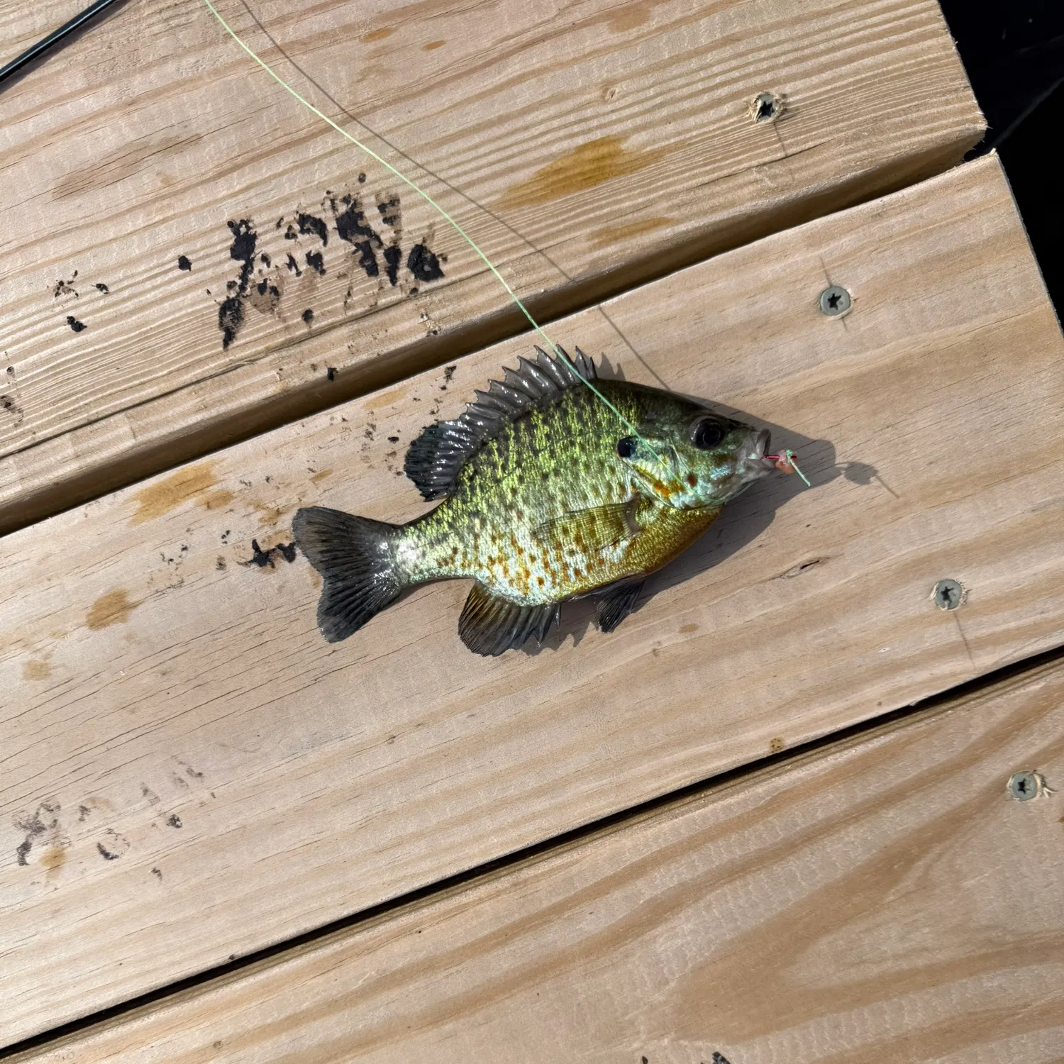 recently logged catches