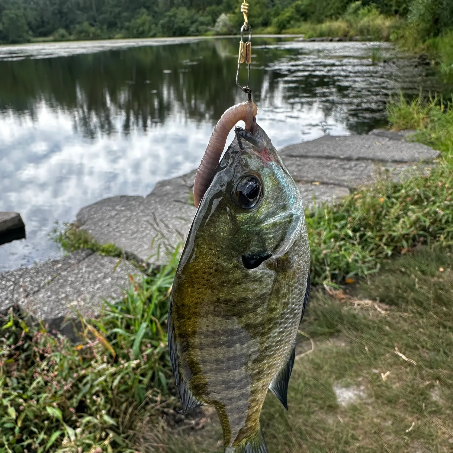 Bluegill caught on Fishbrain