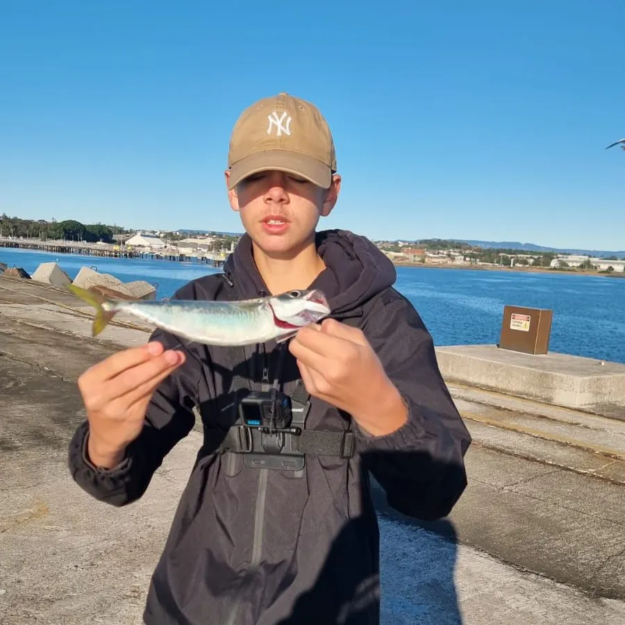The most recent Blue mackerel catches on Fishbrain